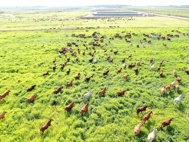 Tiến độ 5 dự án 11,000 tỷ đồng của Thaco Agri tại Gia Lai
