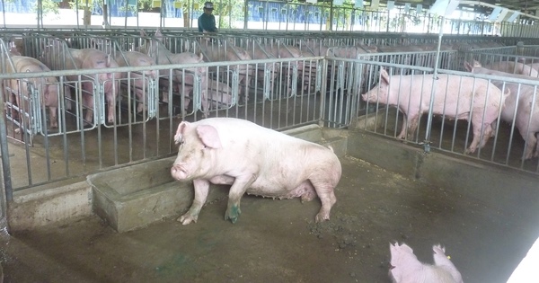 Lo giá thịt heo Tết tăng cao