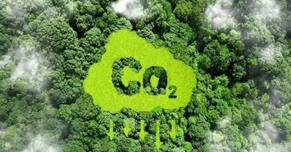 Thị trường tín chỉ carbon: 'Tài sản xanh' mở đường cho kinh tế bền vững