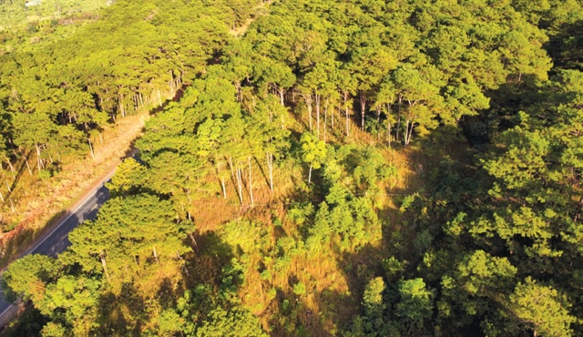 Tín chỉ carbon: cuộc chơi của minh bạch và quản trị rủi ro