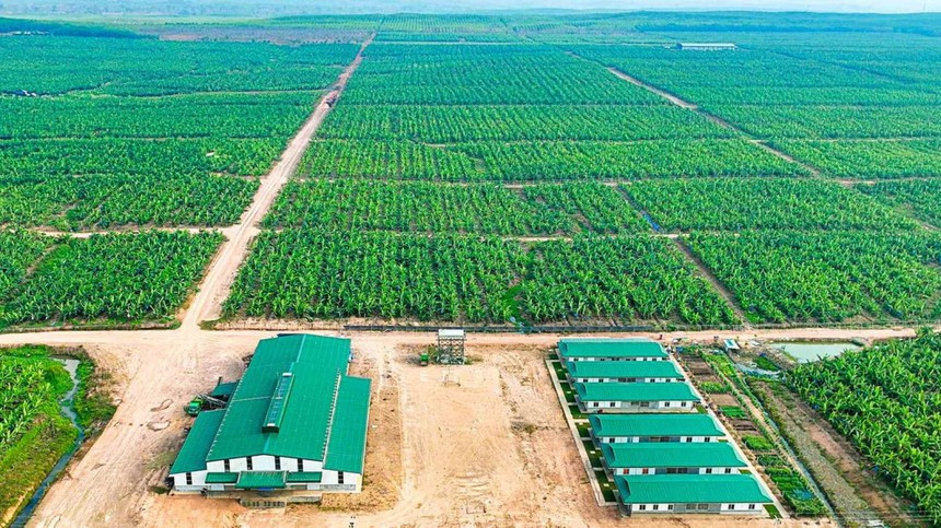 Nhiều doanh nghiệp tên tuổi bị nghi ngờ khả năng hoạt động liên tục